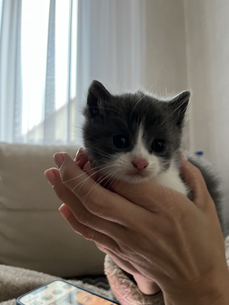 Продаются кошенята