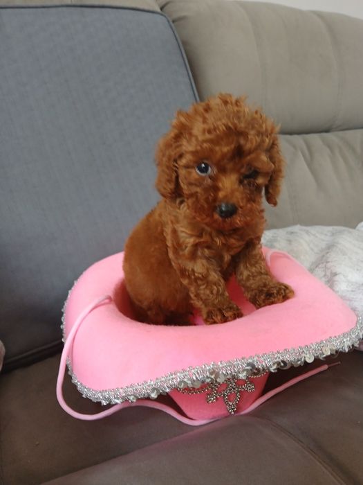 Pudel ciemne umaszczenie badania i paszport