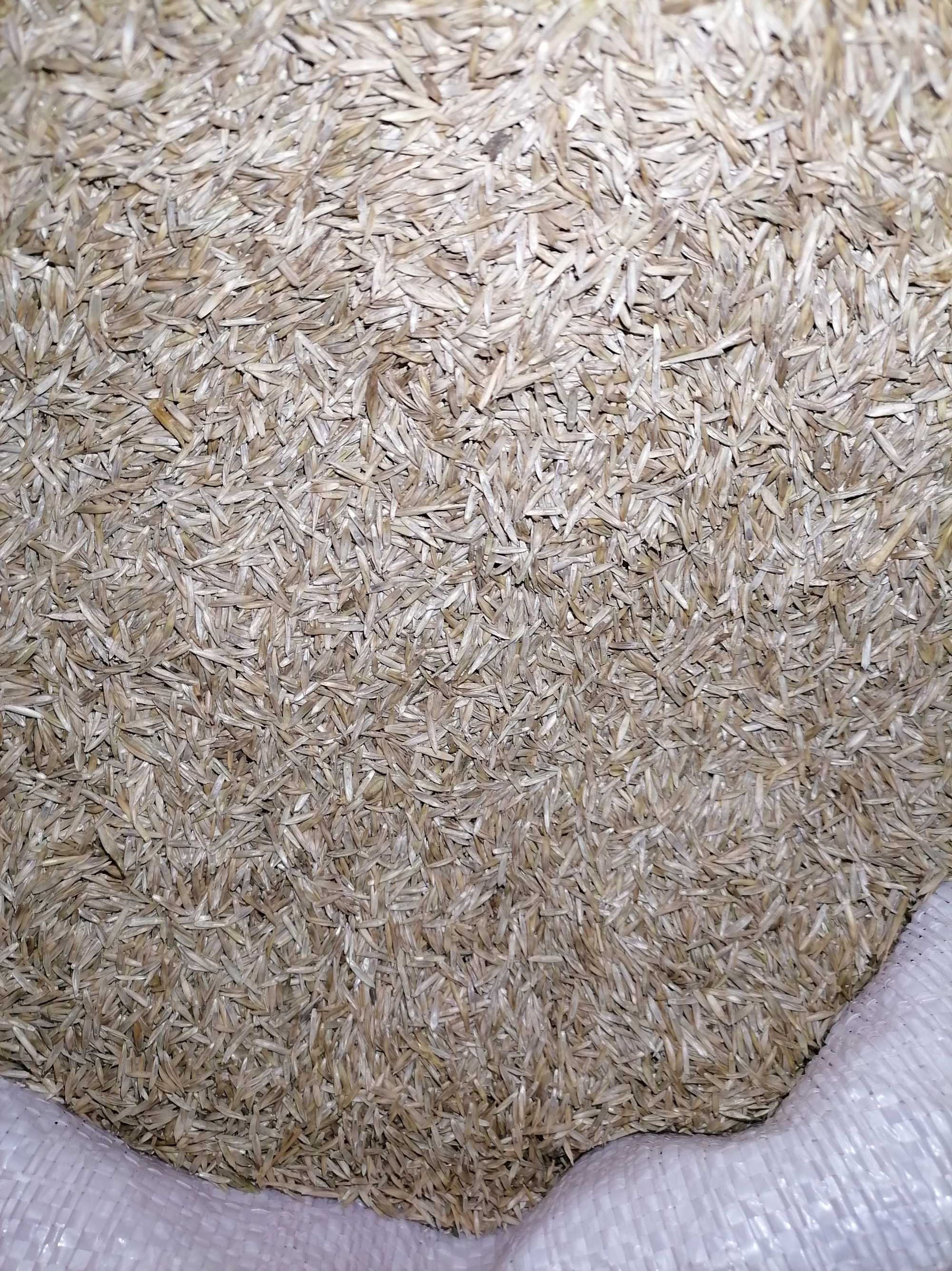 ŻycicaTrwała(bokser),Rajgras Angielski,trawa na trawnik, nasiona trawy