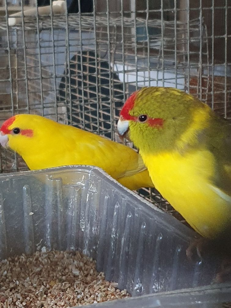 Kakarikis amarelos malhados preço casal