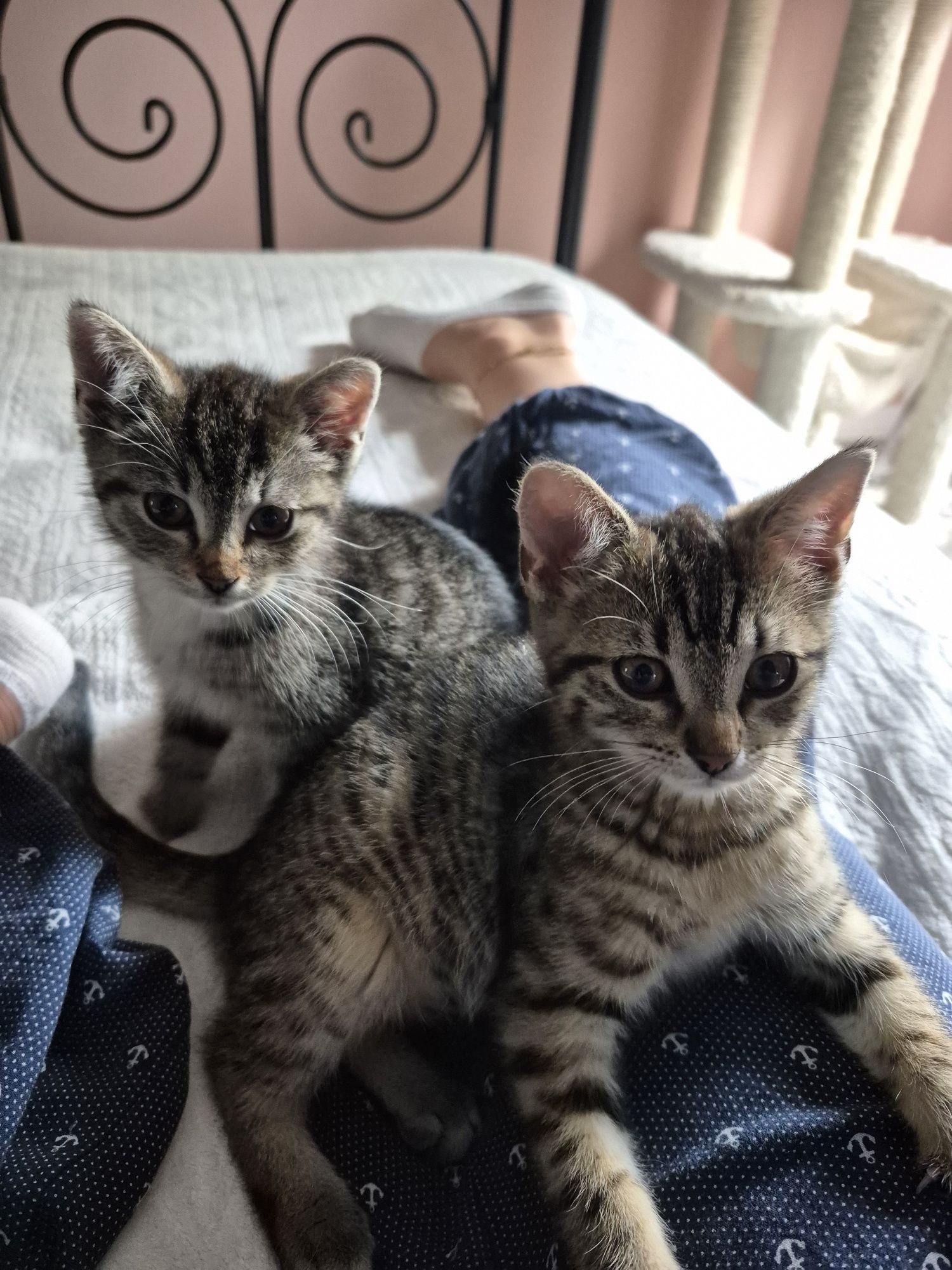 Koteczki do adopcji