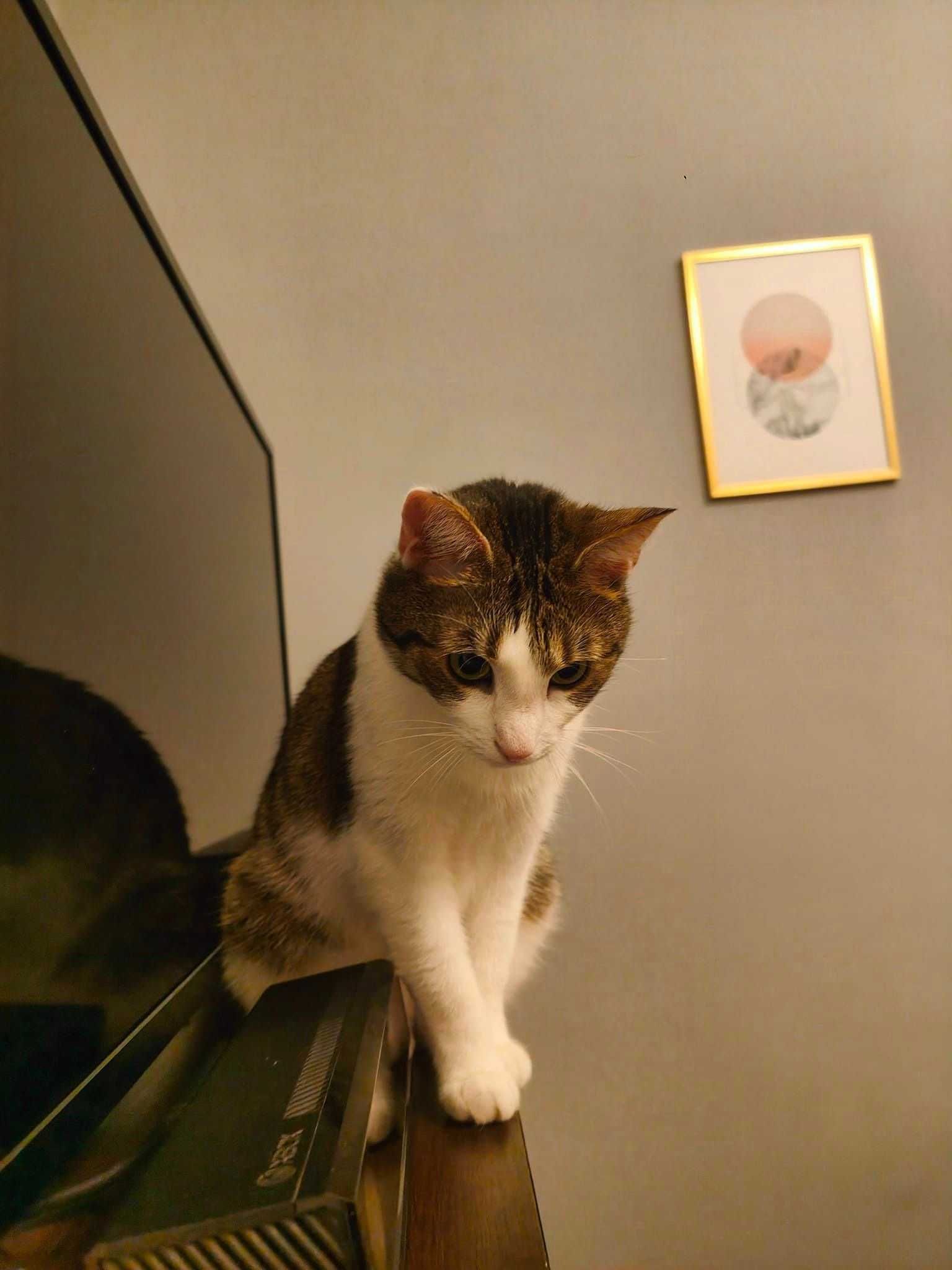 Kotka ze schroniska do adopcji Ptysiunia biało brązowa szuka ptysia