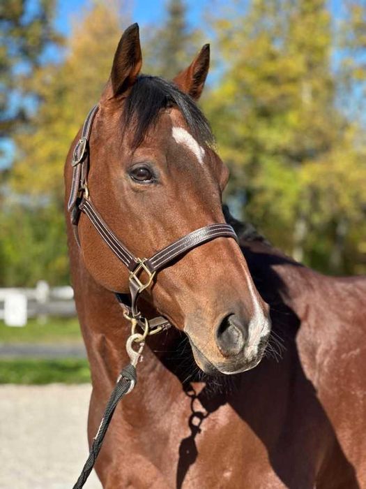 Koń do rekreakcji wałach 7 lat