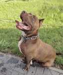 Coco rasy Amstaff szuka domku