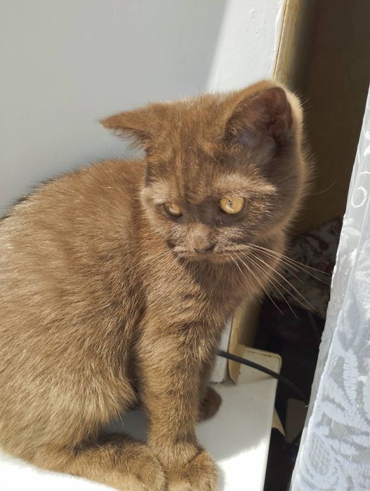 Шотландський шоколадного окрасу хлопчик