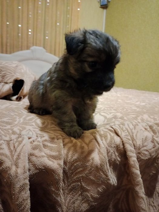 Щенок в добрые руки маленького размера как пикинес