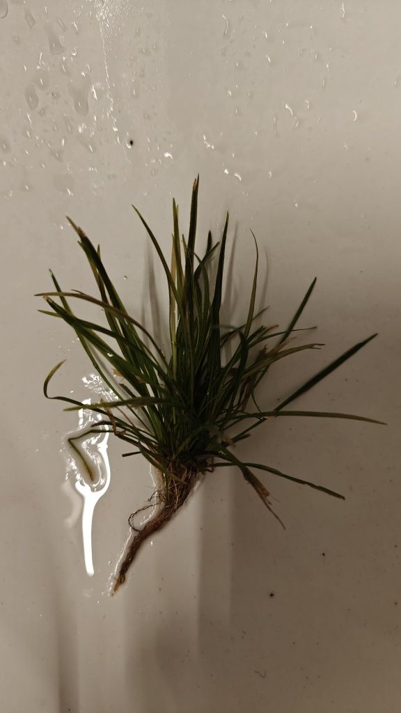 Echinodorus Tenellus Parvulus trawa