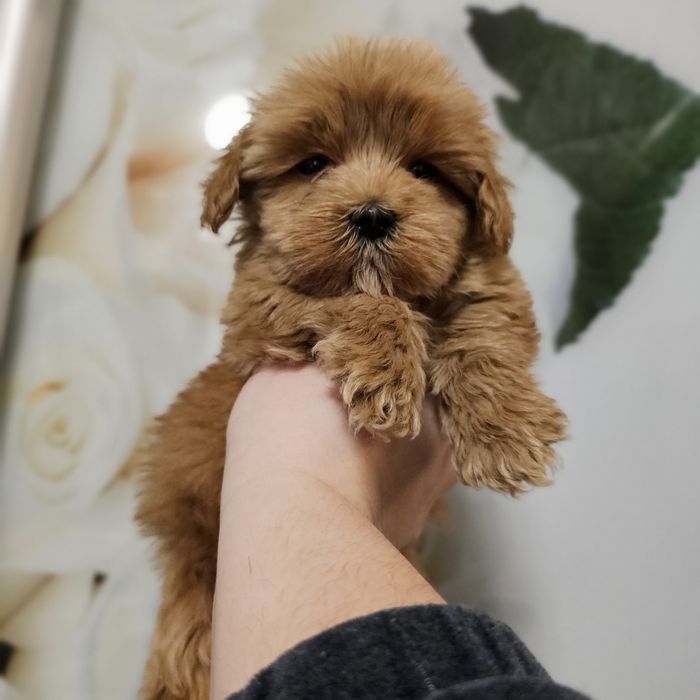 Дівчинка мальтипу ф1 стандарт