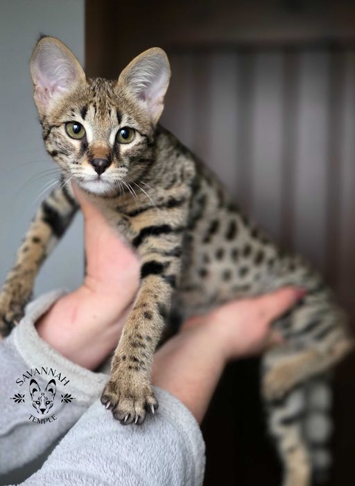 Mavi, Wyjątkowa Savannah. Jedyna F2 w Polsce