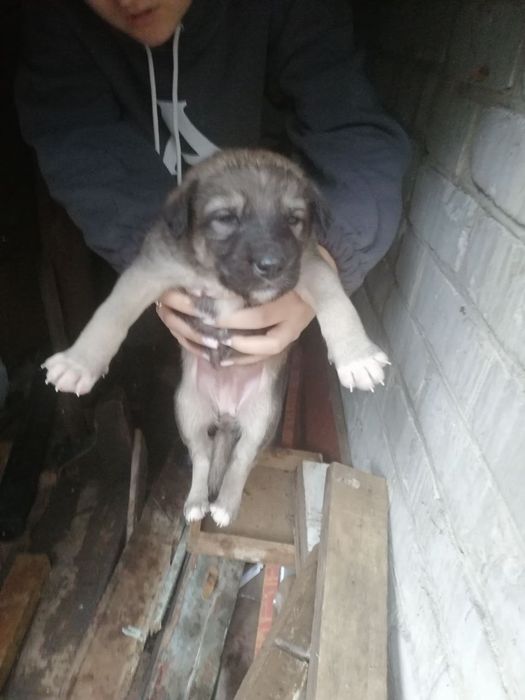 7 хлопців і дівчинка терміново шукають дім, привеземо