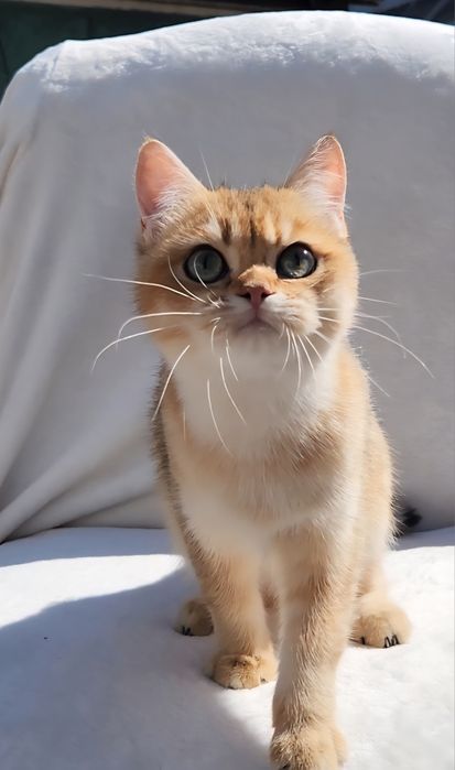 Шотландське кошеня золота шиншила