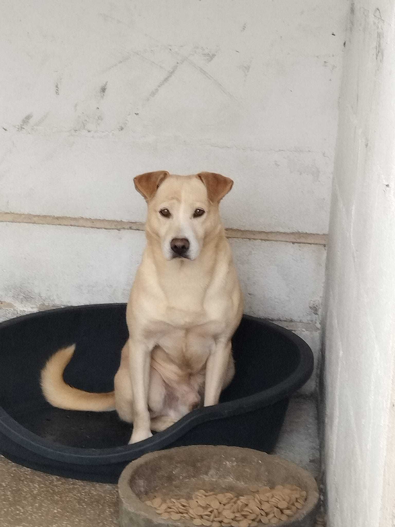 MENINO (Macho, 4 Anos) Para Adopção