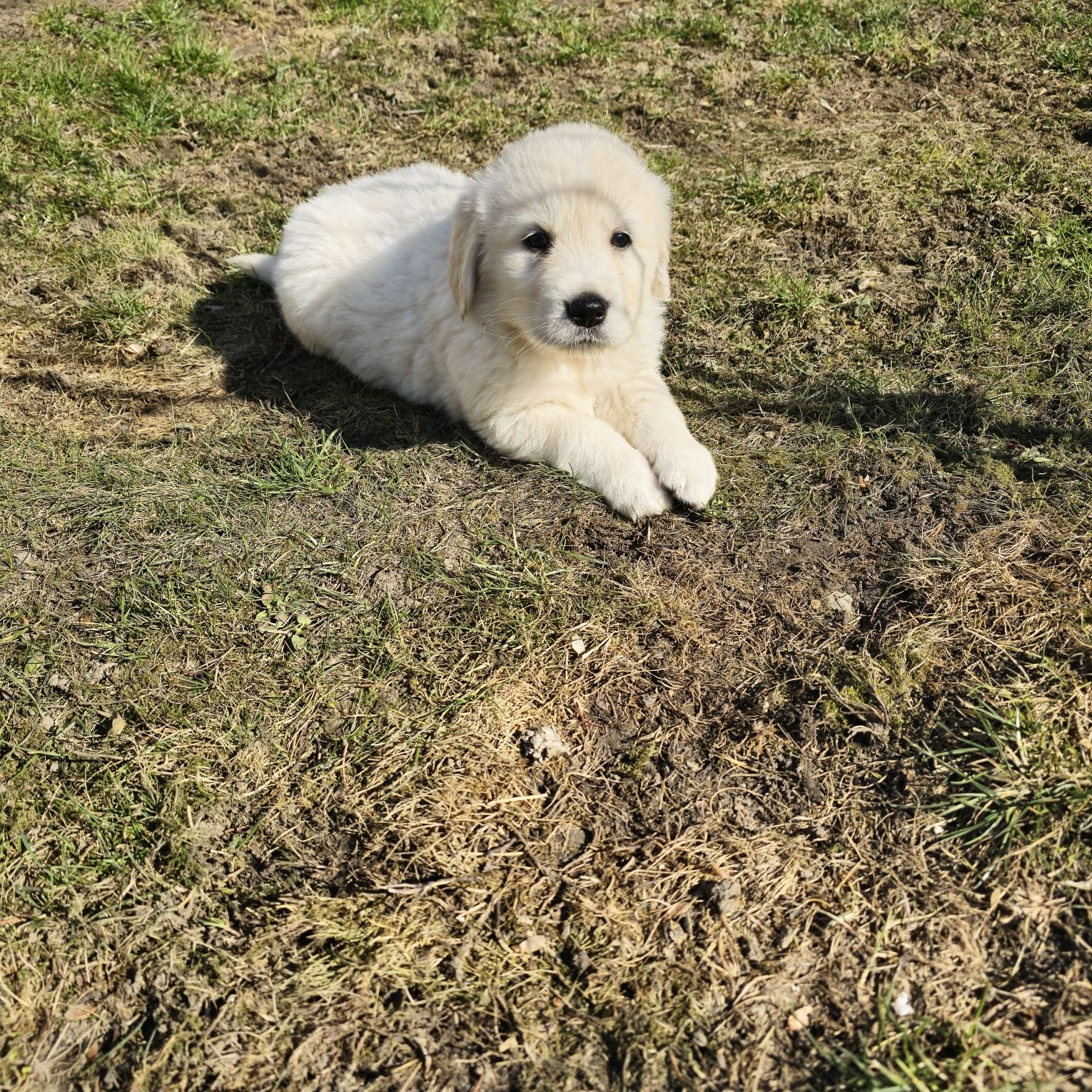 Golden retriever szczeniak