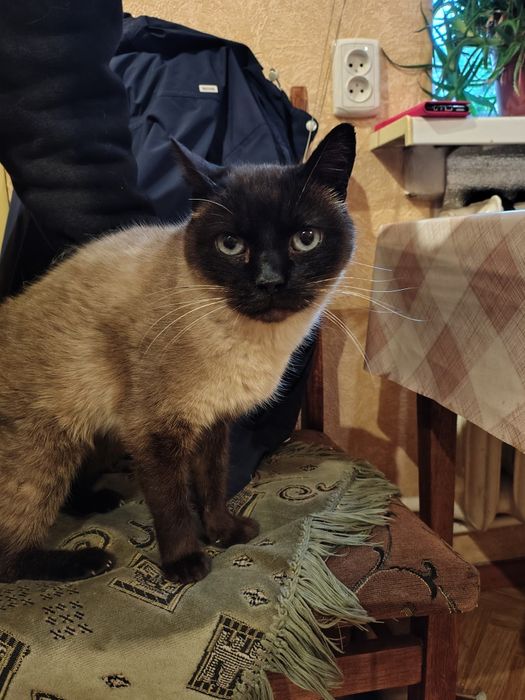 Найден сиамский кот!