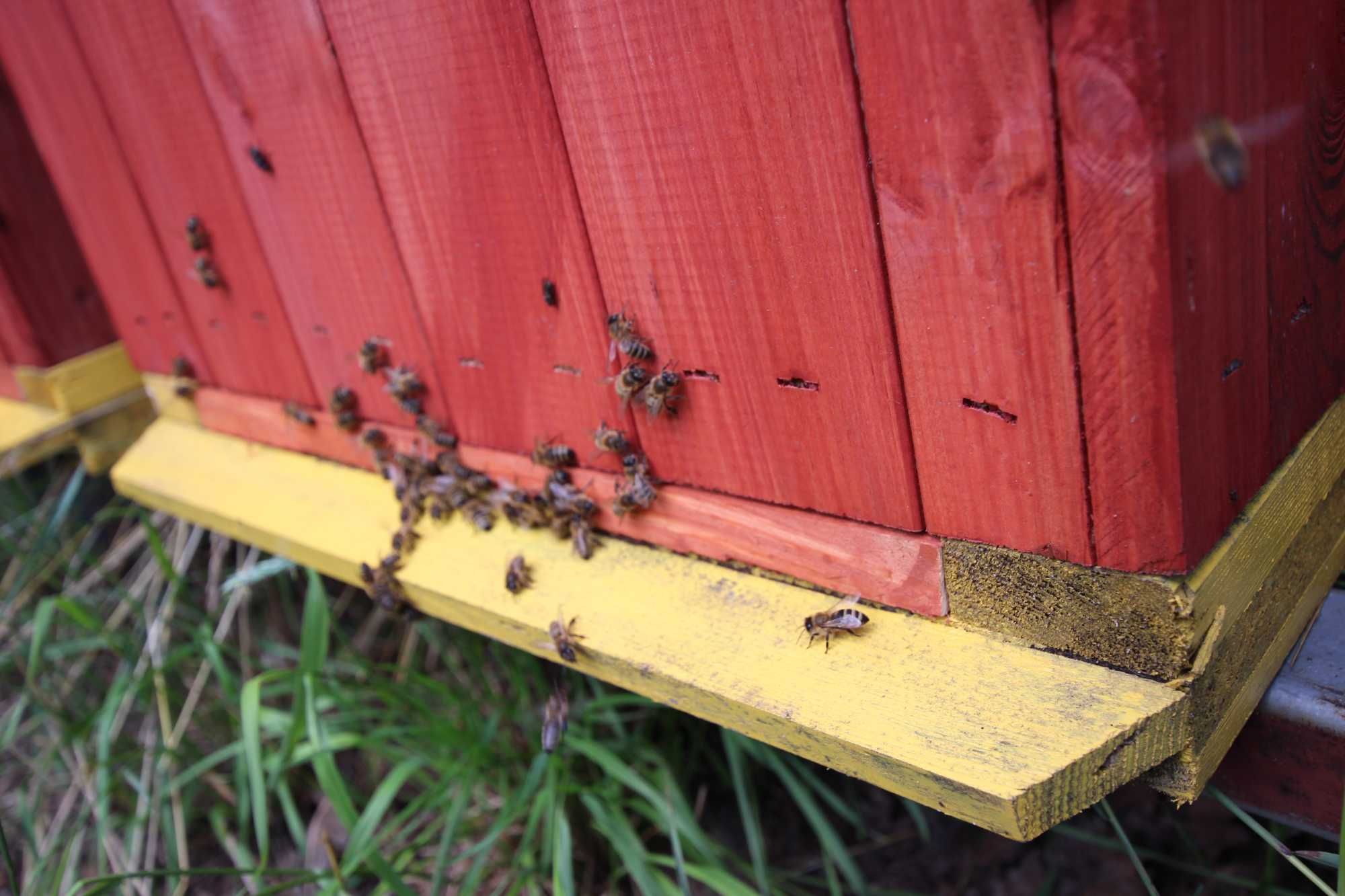 zdrowe pszczoły ul ule wielkopolski miód pasieka rodziny odklady