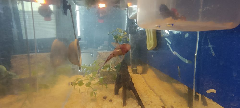 Glonojad zbrojnik niebieski sprzedaż lub zamiana