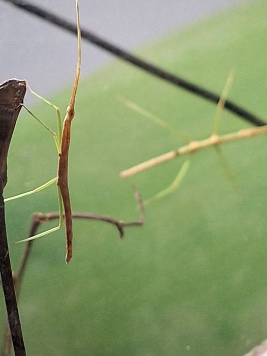 Patyczaki owady hodowlane 20 szt.