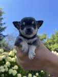 Chihuahua maleńki piesek rezerwacja
