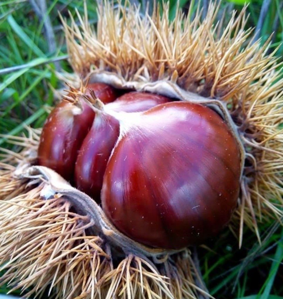 Castanhas dois Calibres