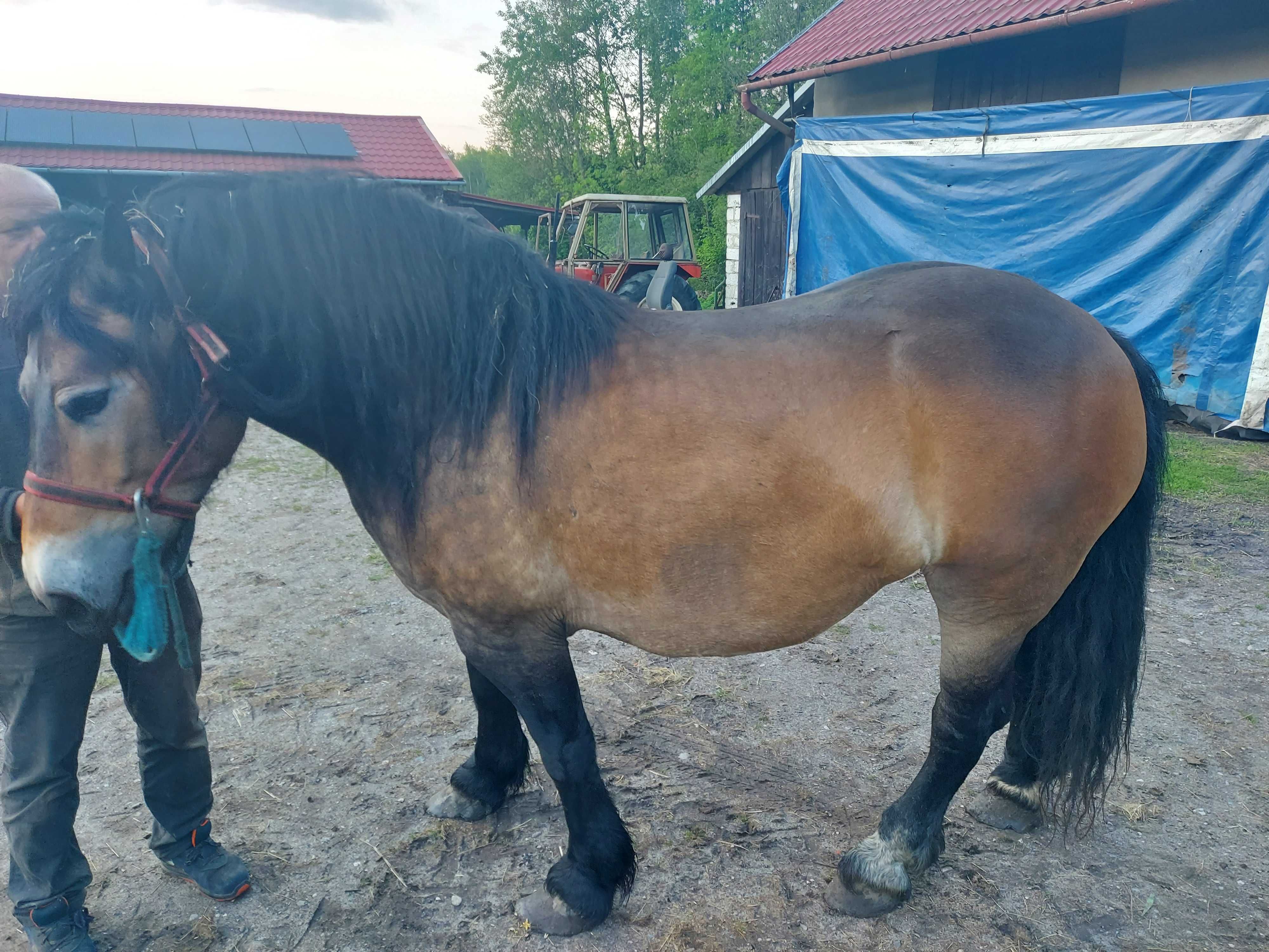 Koń klacz zimnokrwista zaźrebiona  4 lata