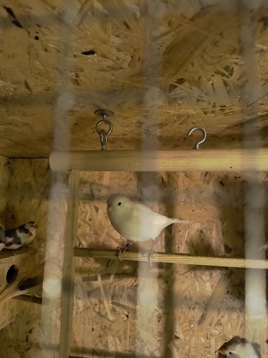 Kanarek biały samiec.