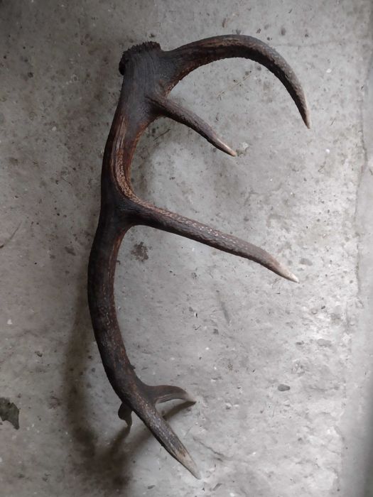 Poroże jelenia duże 76cm