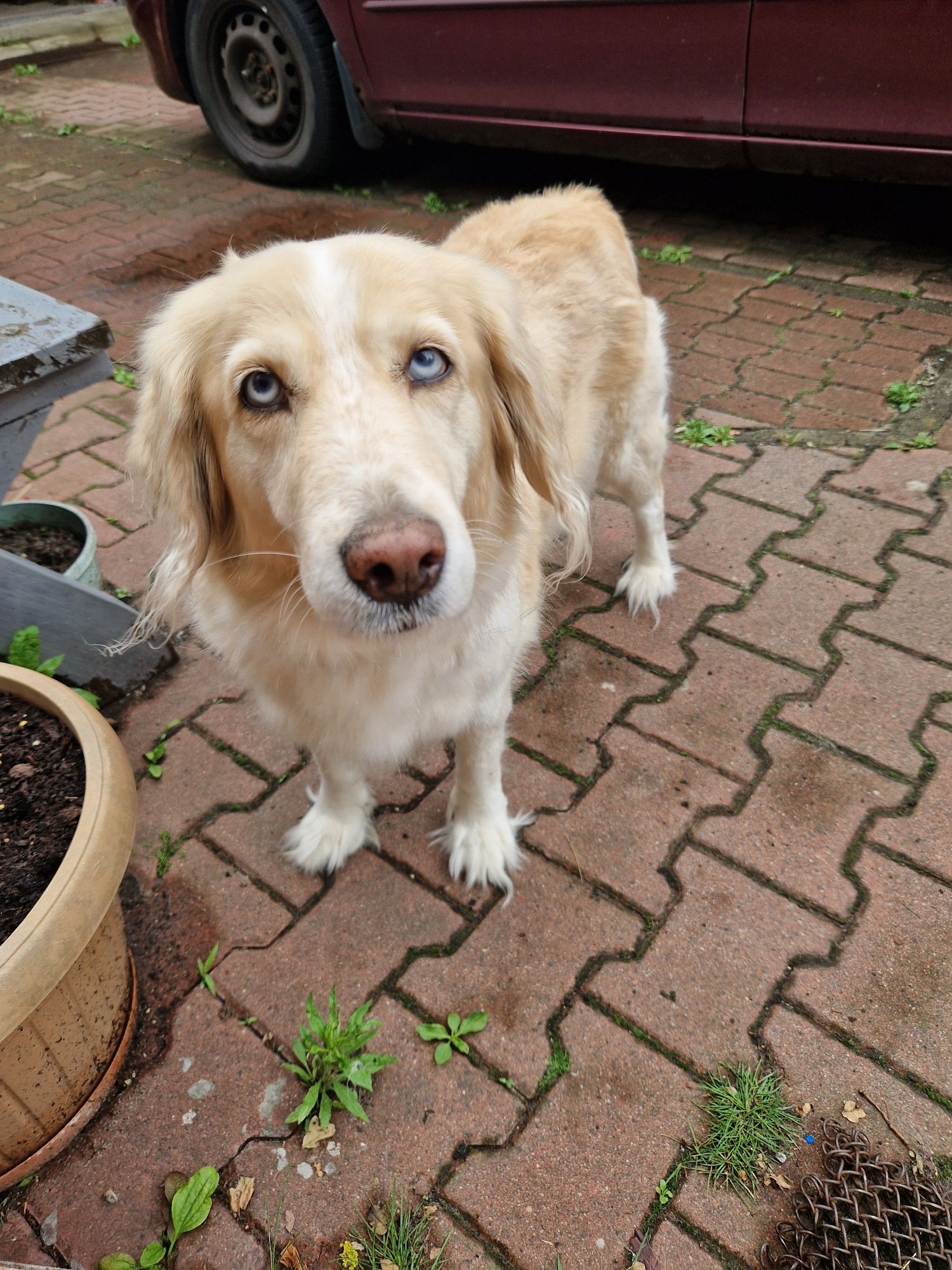 Nelly suczka goberian do adopcji golden husky