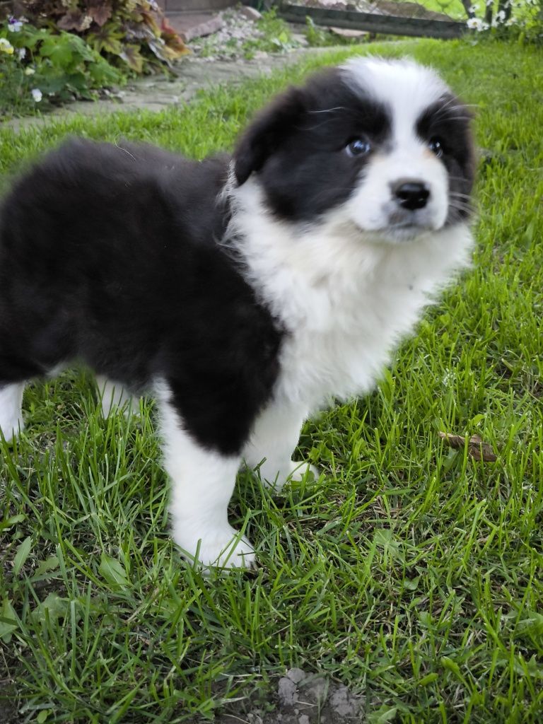 Border collie ZKWP FCI suczka