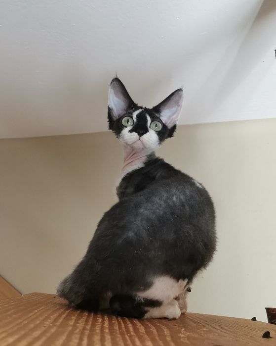 Prześliczna kotka devon rex