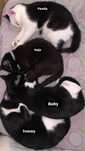 Gatos para Adoção