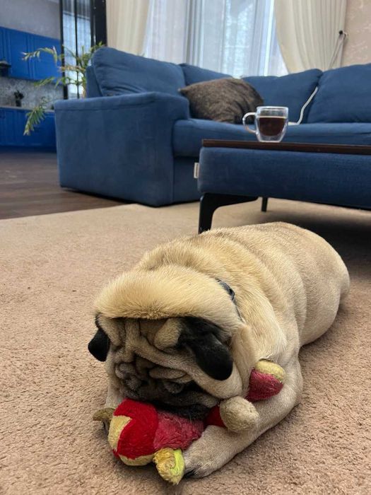 Хімчистка диванів | хімчистка матраців | видалення плям