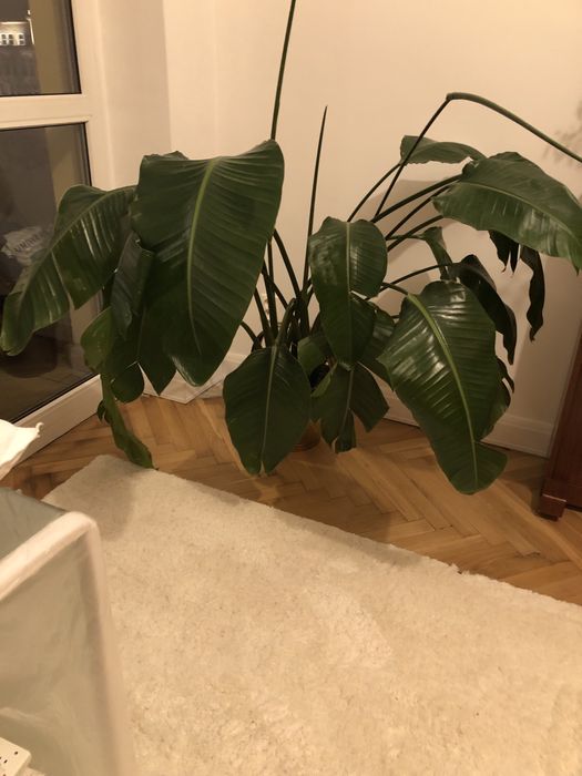 Strelicja biała strelitzia nicolai 150 cm 3 rośliny w jednej