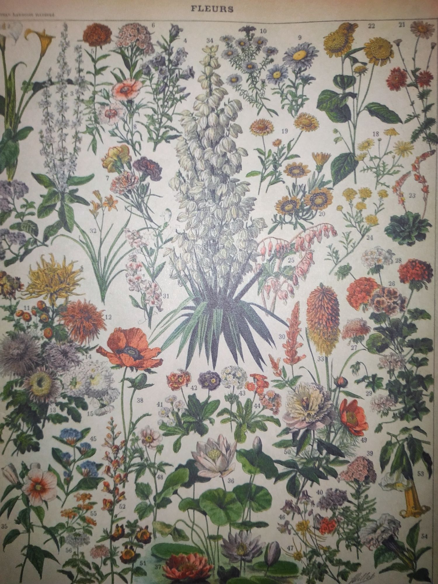 Dwa obrazki do oprawienia w ramki antyramę motywy roślinne kwiaty łąki