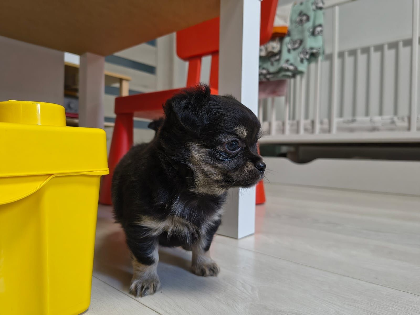 Chihuahua długowłosy śliczny piesek