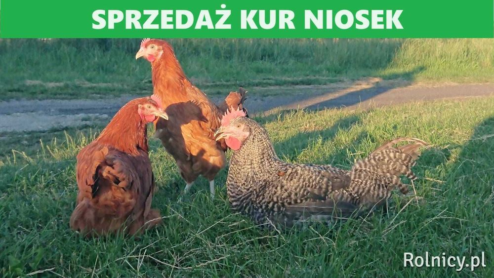 kury nioski Rossa z jajkiem dowozimy