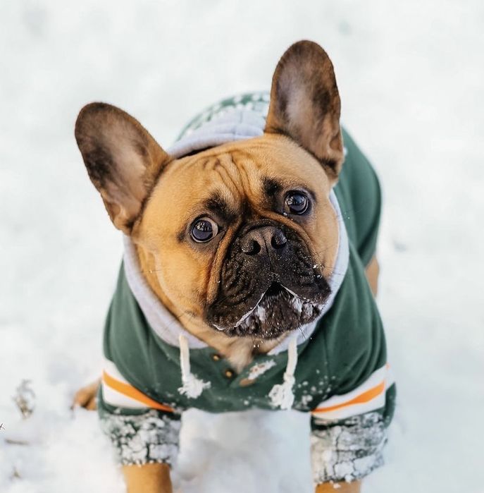 Вязка, Французский бульдог, палевый окрас