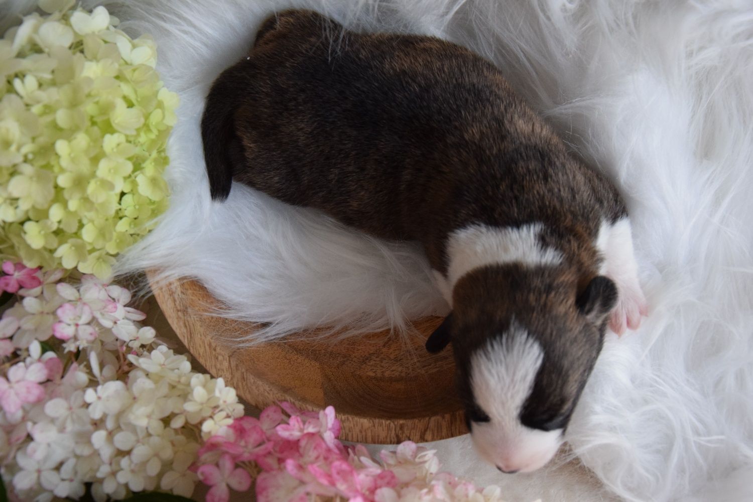Welsh Corgi chłopiec FCI