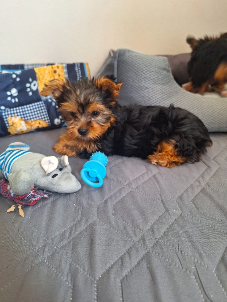 yorkshire  terrier fêmea