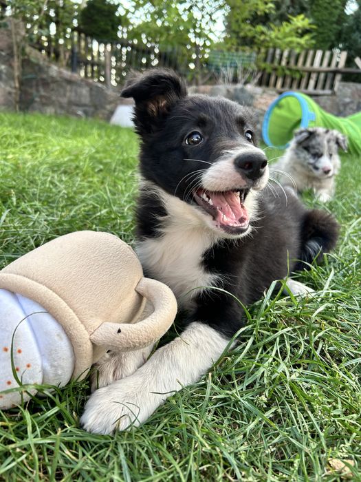 Suczka Border Collie - Rodowód - Gotowa do odbioru