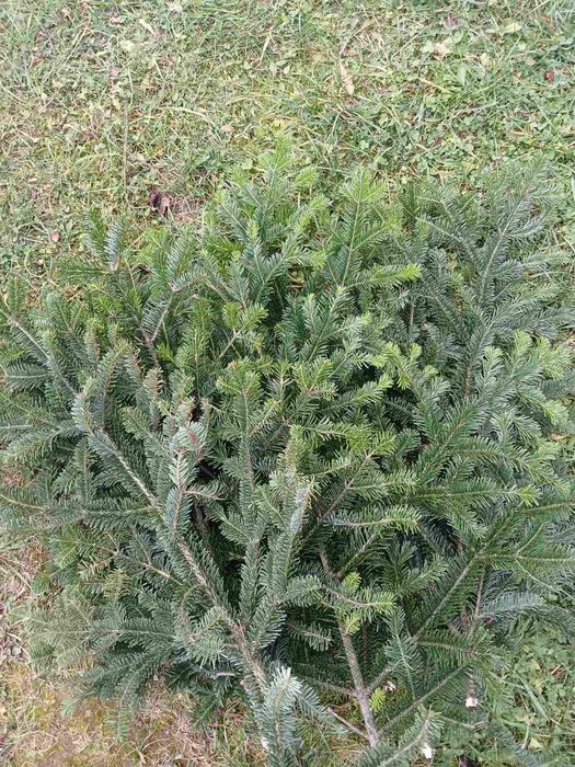 Гілочки для декору та в'язані ялинки мотанки оптом і вроздріб