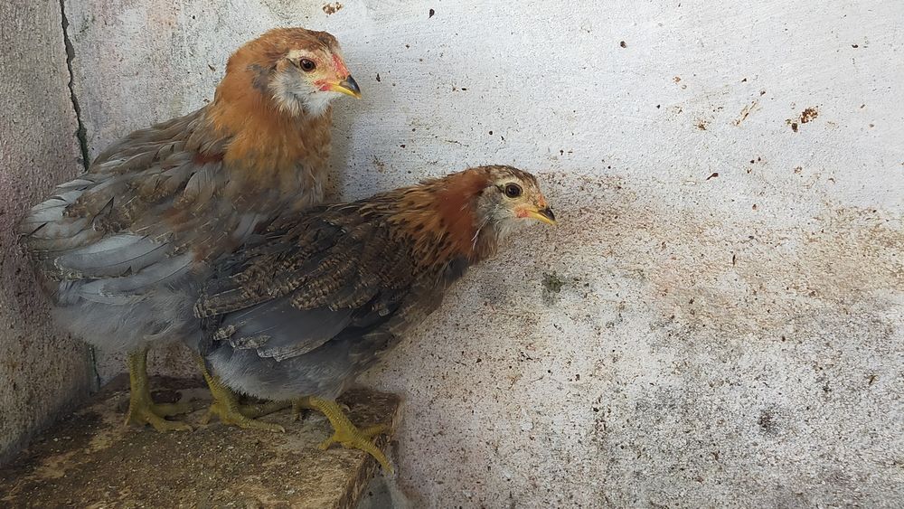 Pintos Araucana - Ovos azuis / verdes