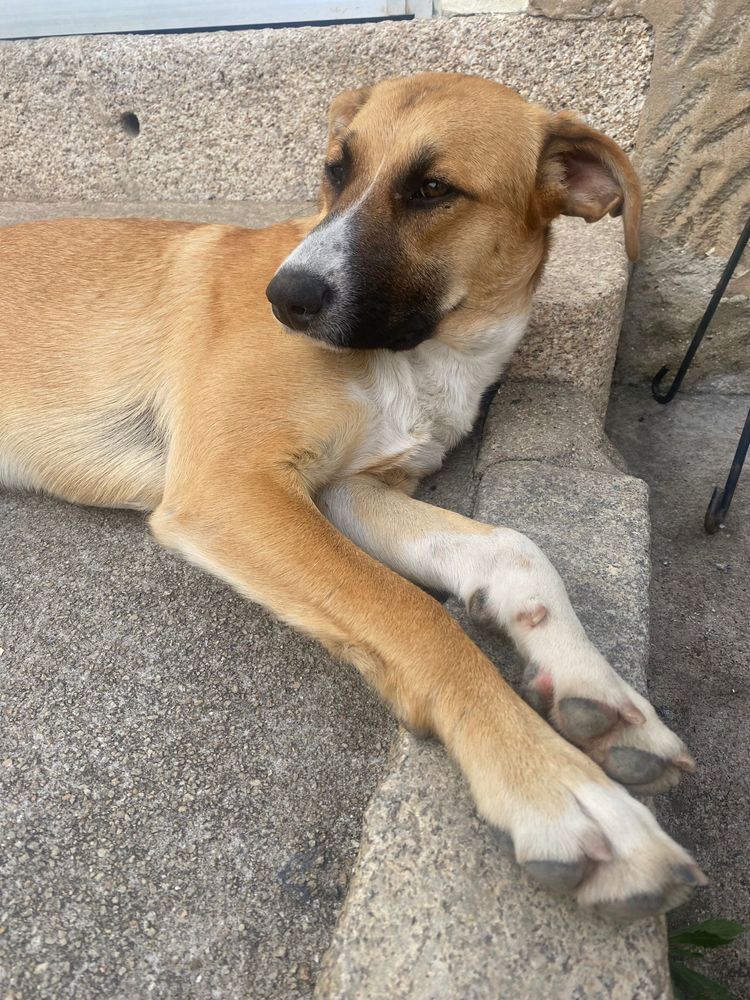 ÁTILA - cachorra para adoção responsável