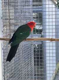 Macho King Parrot Adulto Reprodutor