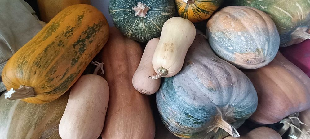 Abóboras porqueiras biológicas - óptimas para doce