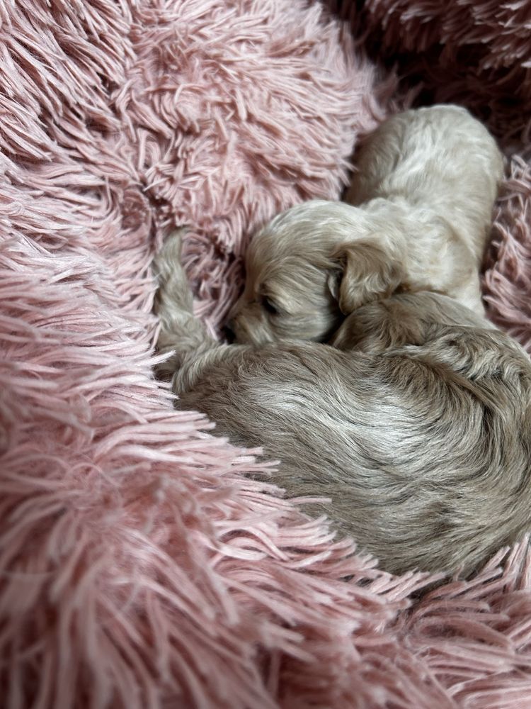 Maltipoo uroczy piesek do rezerwacji