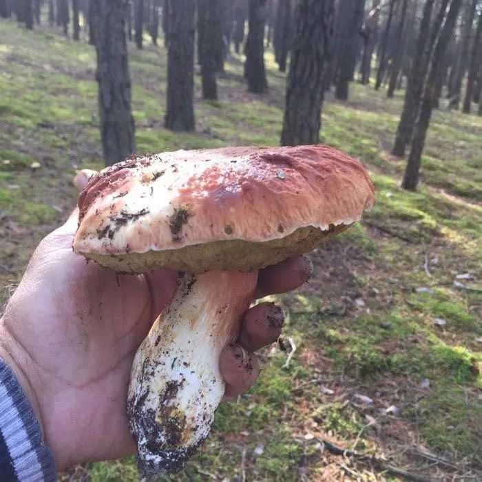 Zdrowe i pachnące suszone podgrzybki, prawdziwki i kozaki