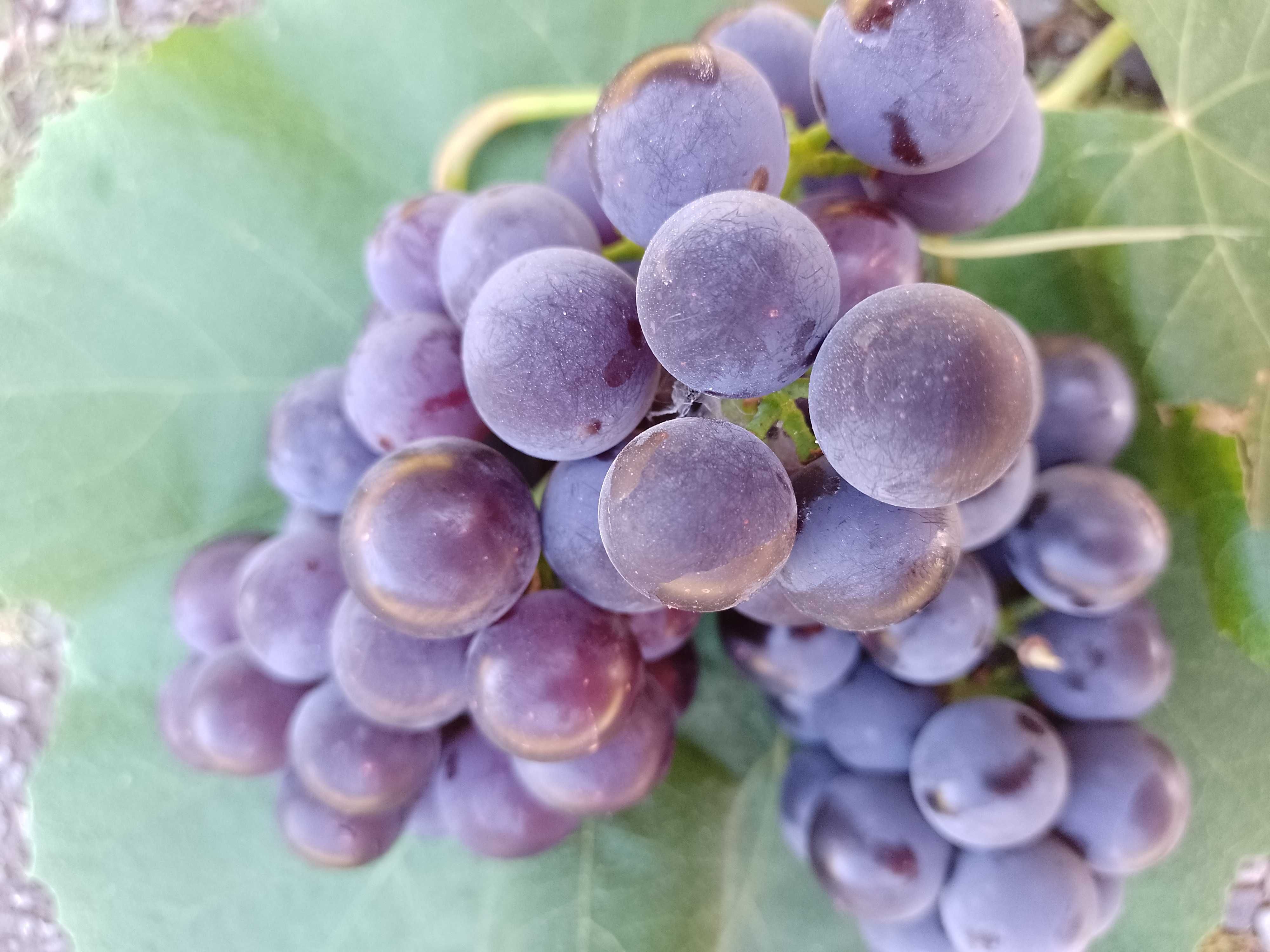 Sprzedam winogron