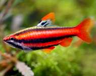 Drobnoustek koralowy (Nannostomus mortenthaleri) od Neon Zoo