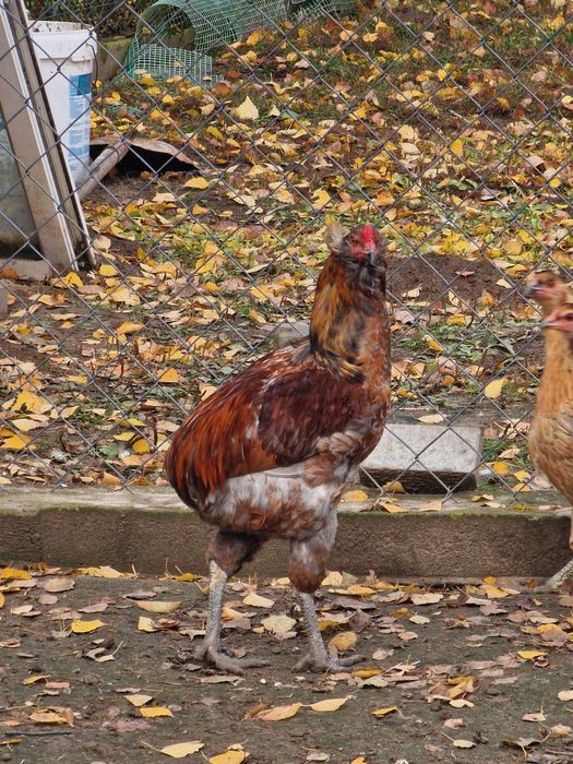 Koguty aracuana bezogoniasta