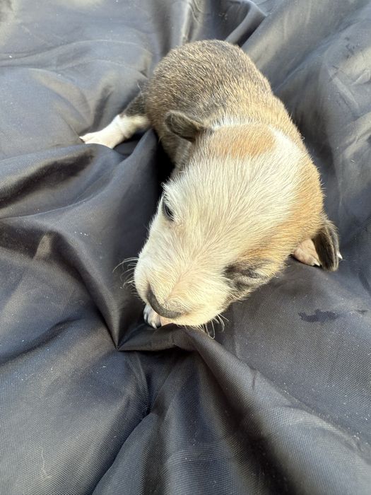 Відамо в добрі руки